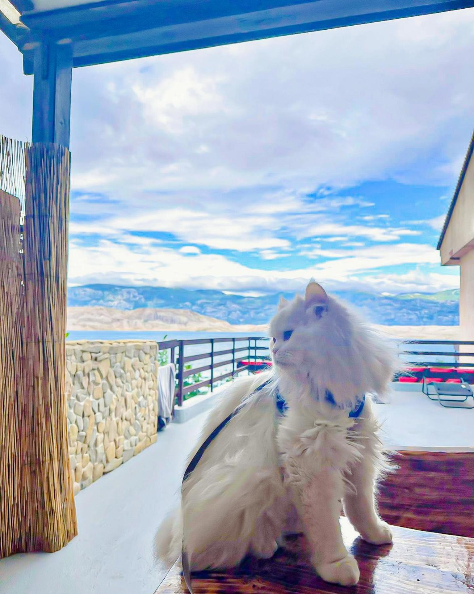 Apartman Mila Pet Friendly House With Private Place On The